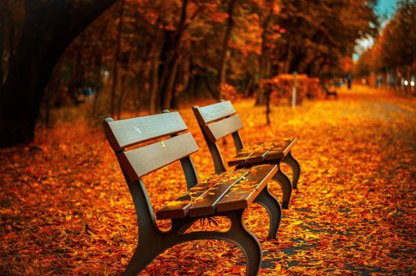 Parkbank im Herbstlaub