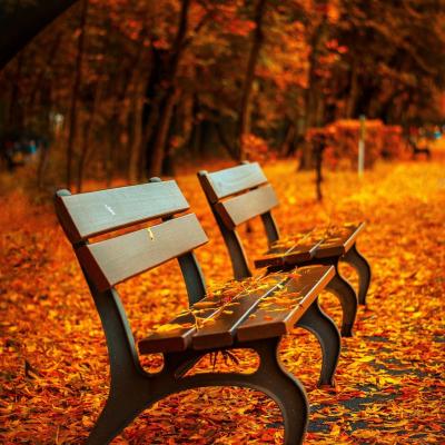 Parkbank im Herbstlaub